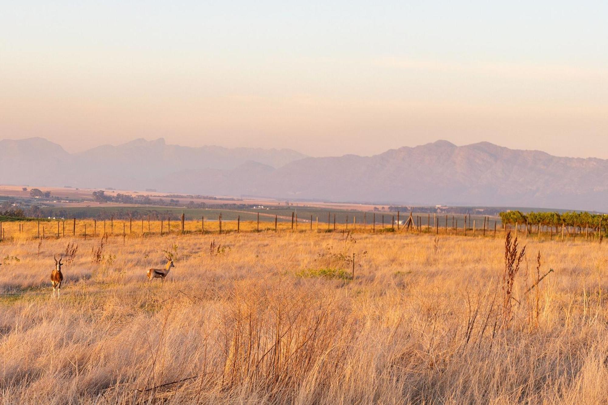Bakenhof Winelands Lodge بارل المظهر الخارجي الصورة